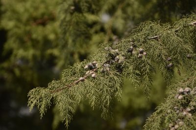 Cupressus torulosa, photographed by P Jeganathan