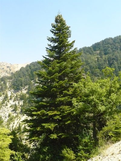Abies cilicica, photographed by elias ziade