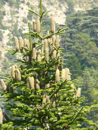 Abies cilicica, photographed by elias ziade