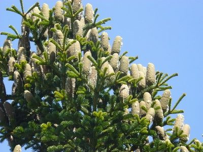 Abies cilicica, photographed by elias ziade