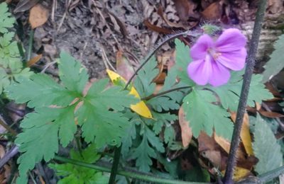 Geranium yeoi, photographed by Jonathan Curley