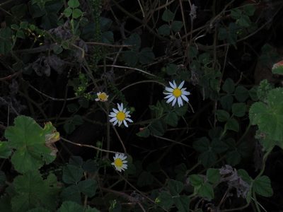 Polyarrhena reflexa, photographed by Jeremy Gilmore