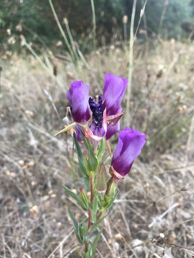 Clarkia imbricata, photographed by Scott Yarger