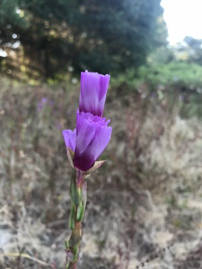 Clarkia imbricata, photographed by Scott Yarger