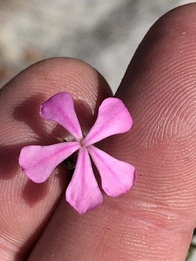Acmadenia maculata, photographed by Dave U