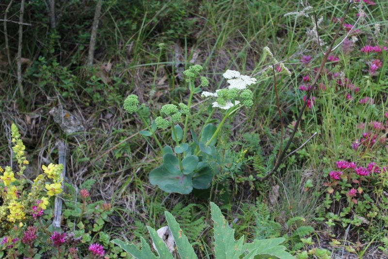 Hylotelephium maximum, photographed by Dmitriy Bochkov