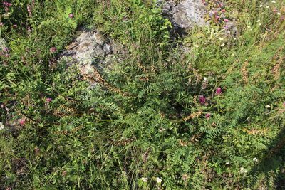 Astragalus falcatus, photographed by Dmitriy Bochkov