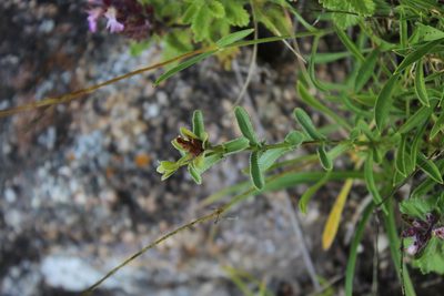 Hypericum orientale, photographed by Dmitriy Bochkov
