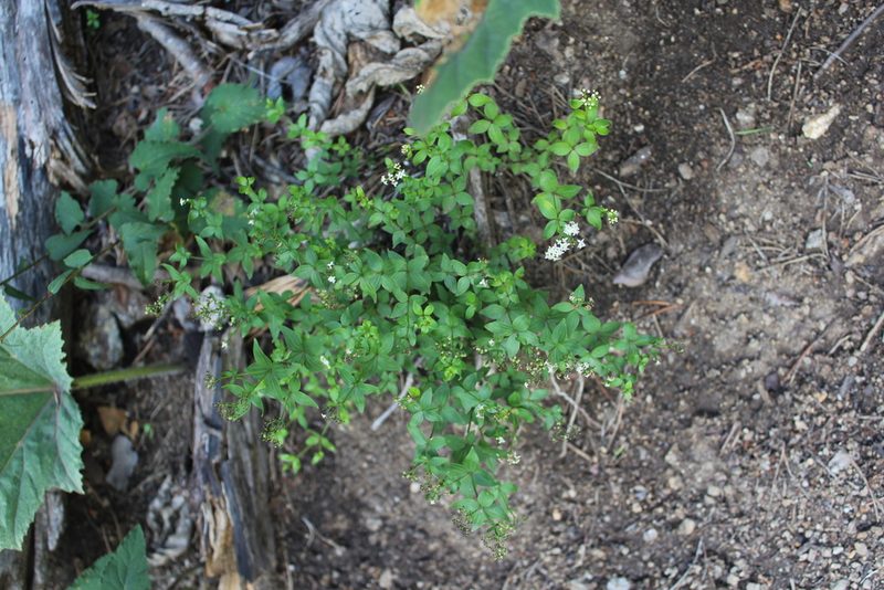 Galium valantioides, photographed by Dmitriy Bochkov