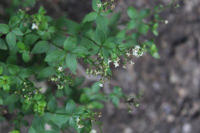 Galium valantioides, photographed by Dmitriy Bochkov