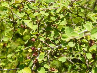 Cotoneaster nummularius, photographed by elias ziade