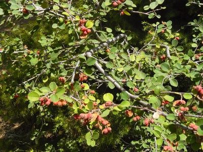 Cotoneaster nummularius, photographed by elias ziade