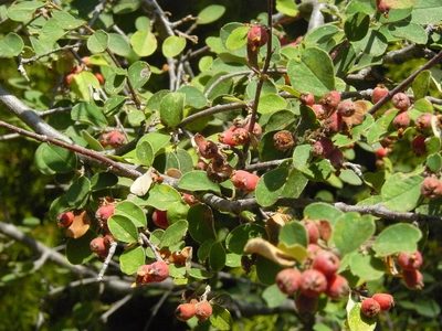 Cotoneaster nummularius, photographed by elias ziade