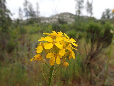 Erysimum teretifolium, photographed by Scott Yarger