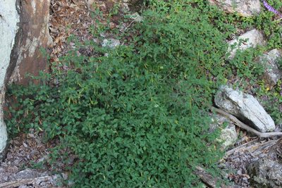 Lathyrus roseus, photographed by Dmitriy Bochkov