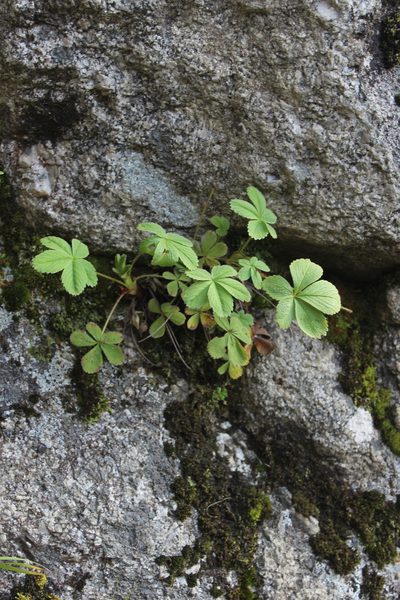 Potentilla brachypetala, photographed by Dmitriy Bochkov