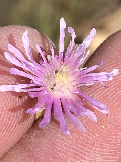 Ruschia virgata, photographed by Dave U