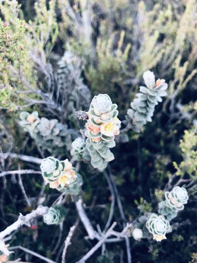 Clutia tomentosa, photographed by Sean Privett