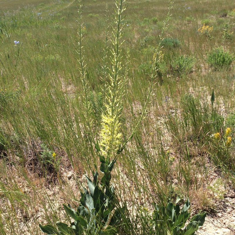 Stanleya viridiflora, photographed by brunsonm
