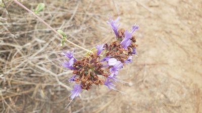 Salvia clevelandii, photographed by Elizabeth