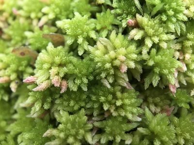Sphagnum subnitens, photographed by Andrew Melton
