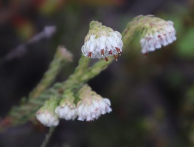 Erica bruniifolia, photographed by Tony Rebelo
