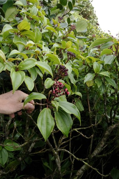 Miconia corymbosa, photographed by Eric Knight