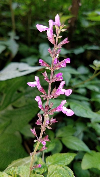 Salvia carnea, photographed by Alan Rockefeller