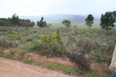 Leucadendron laxum, photographed by Tony Rebelo