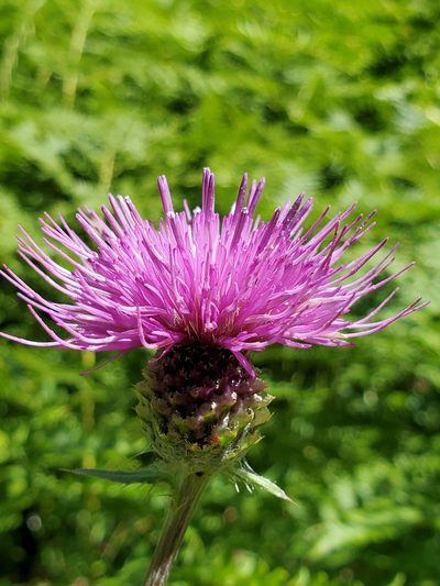 Cirsium remotifolium, photographed by Ellen Watrous