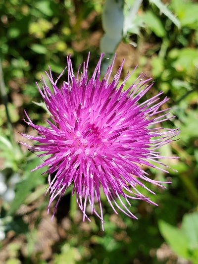 Cirsium remotifolium, photographed by Ellen Watrous