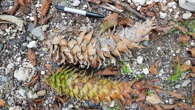 Pinus ayacahuite, photographed by Alan Rockefeller