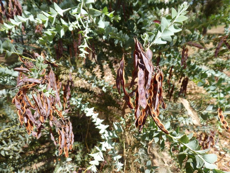 Acacia cultriformis, photographed by redrovertracy
