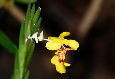 Lockhartia oerstedii, photographed by Neptalí Ramírez Marcial