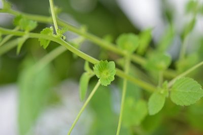 Acalypha mexicana, photographed by Neptalí Ramírez Marcial