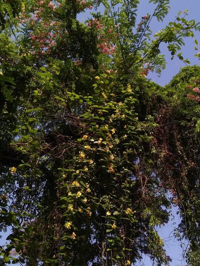 Chonemorpha fragrans, photographed by Mittal Gala