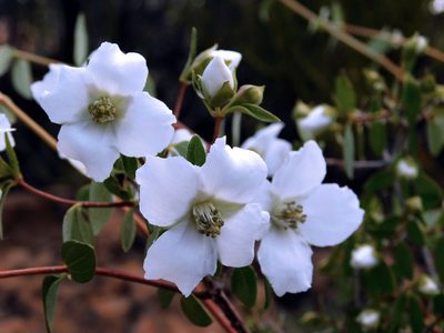 Philadelphus microphyllus, photographed by Patty Mitchum