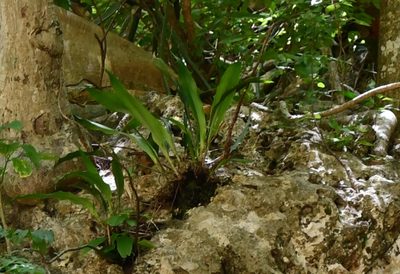 Pitcairnia chiapensis, photographed by Neptalí Ramírez Marcial