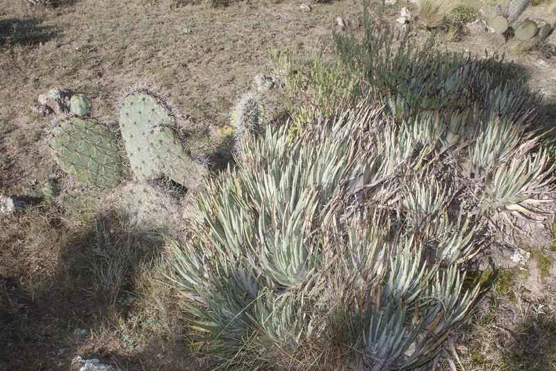 Hechtia perotensis, photographed by Juan Cruzado Cortés