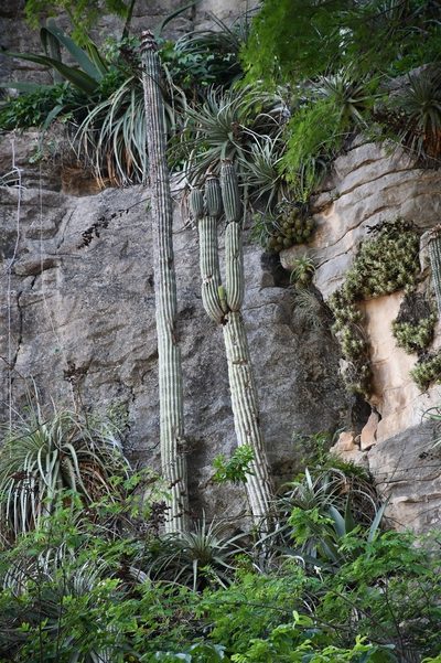 Cephalocereus apicicephalium, photographed by Neptalí Ramírez Marcial