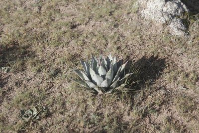 Agave applanata, photographed by Juan Cruzado Cortés