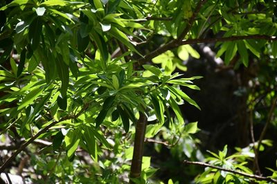 Euphorbia lundelliana, photographed by Neptalí Ramírez Marcial