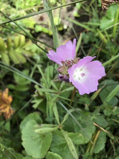 Sidalcea calycosa, photographed by Marcus Tamura