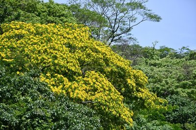 Poeppigia procera, photographed by Neptalí Ramírez Marcial