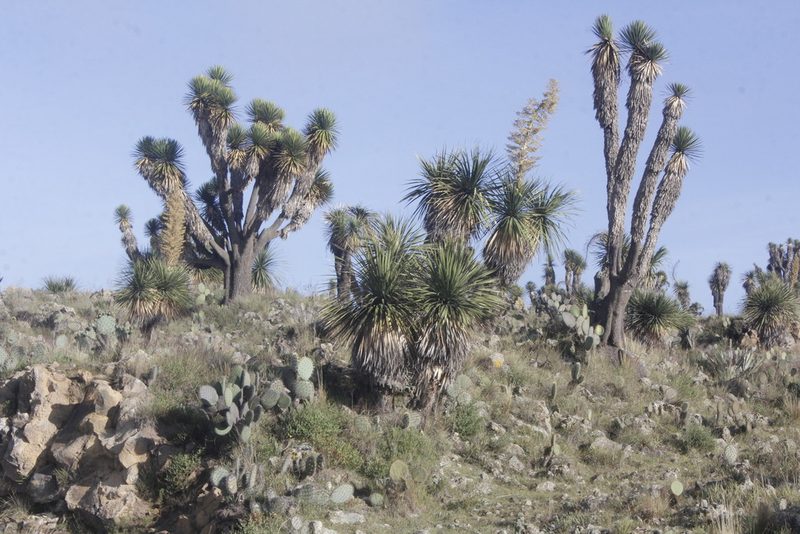 Yucca periculosa, photographed by Juan Cruzado Cortés