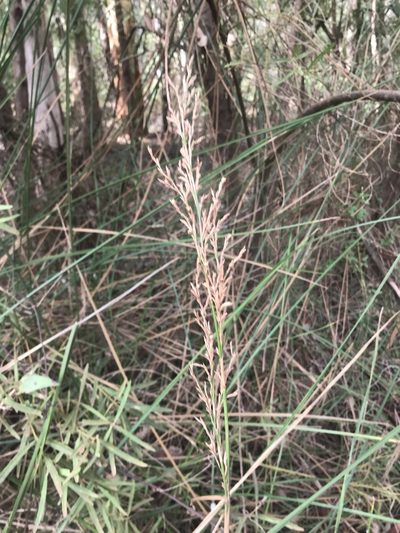 Lepidosperma tetraquetrum, photographed by Ann Bentley