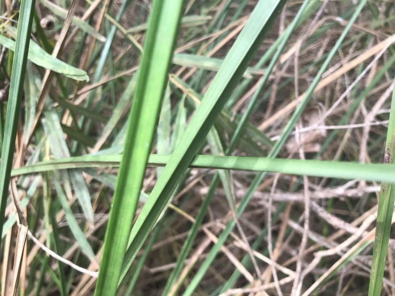 Lepidosperma tetraquetrum, photographed by Ann Bentley