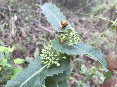 Hakea amplexicaulis, photographed by Ann Bentley