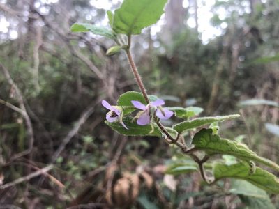 Tremandra stelligera, photographed by Ann Bentley
