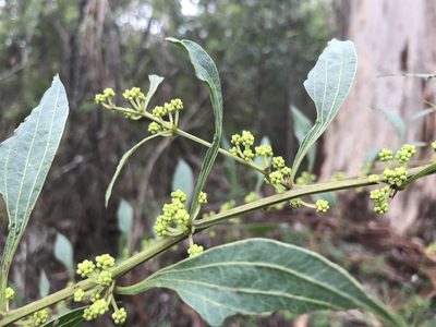 Acacia urophylla, photographed by Ann Bentley